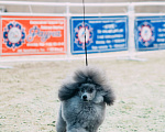 Собаки в Новороссийске: Той пудель серебро Мальчик, 1 руб. - фото 4