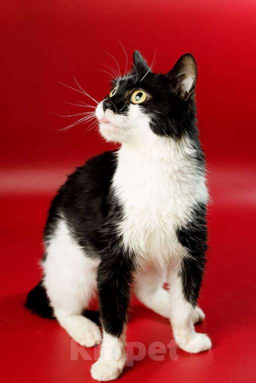 Кошки в Москве: Бетти, кошачий супергерой Девочка, Бесплатно - фото 7