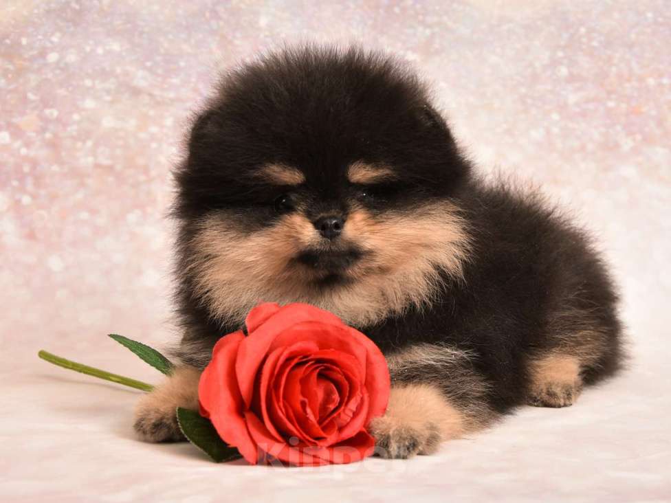 Собаки в Москве: Померанский карликовый шпиц мини мальчик (мишка)  Мальчик, 30 000 руб. - фото 4