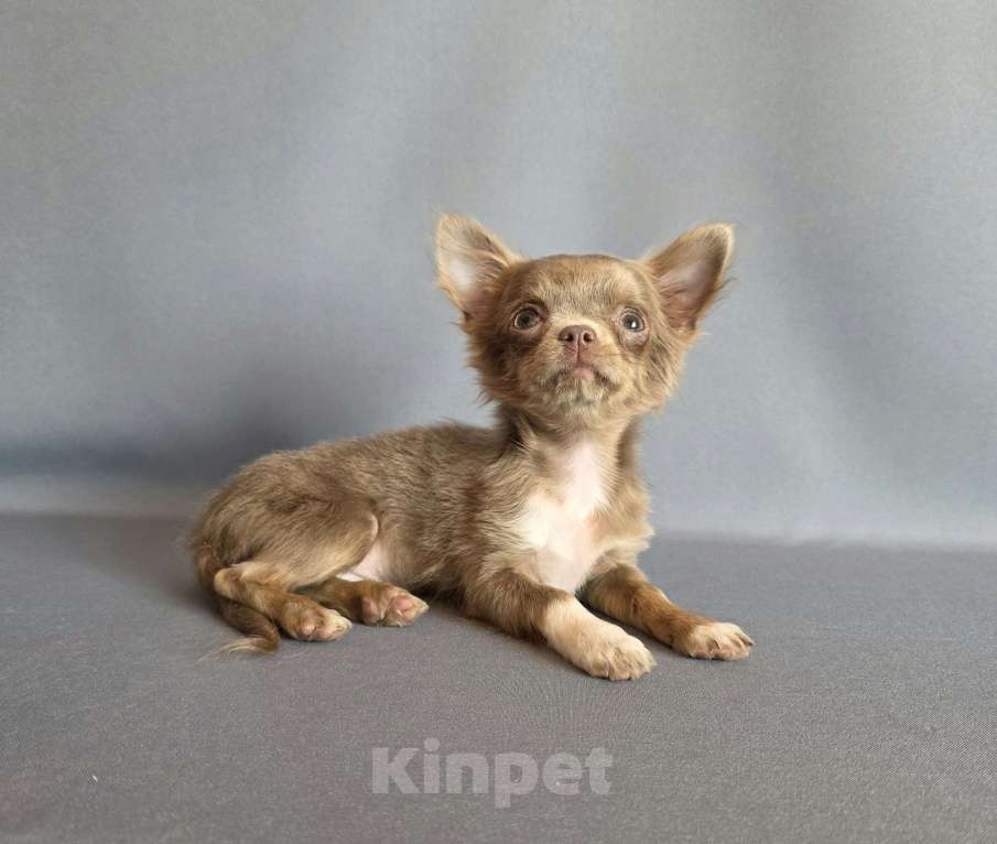 Собаки в других городах Московской области: Девочка чихуахуа д/ш Девочка, 50 000 руб. - фото 4