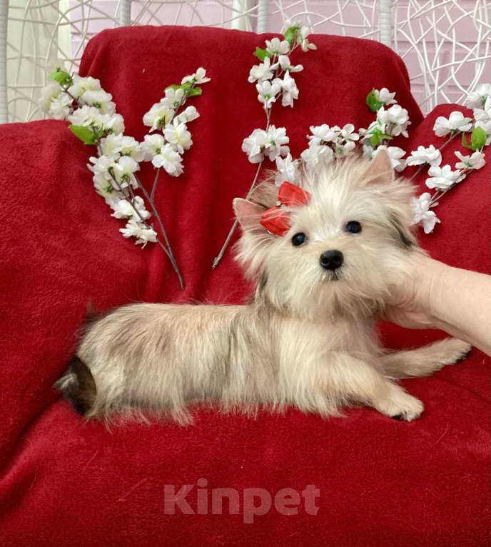 Собаки в Москве: Золотой йорк голддаст мини девочка Девочка, 60 000 руб. - фото 2