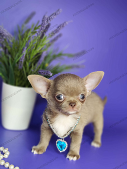 Мини чихуахуа мальчик лилового окраса 