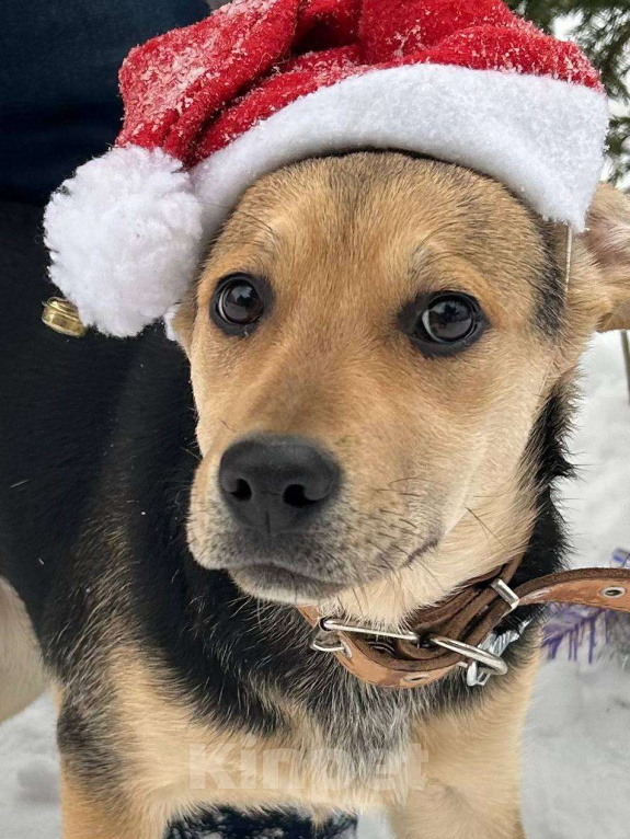 Собаки в Серпухове: Щеночек Лика в добрые руки Девочка, Бесплатно - фото 3