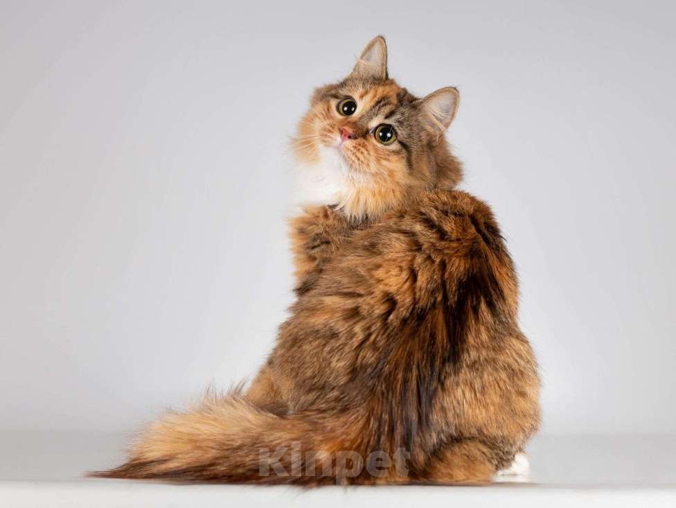 Кошки в Москве: Нежная ласковая кошечка Фиона Девочка, Бесплатно - фото 7