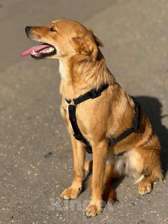 Собаки в Москве: Щенок Миранда  Девочка, Бесплатно - фото 5