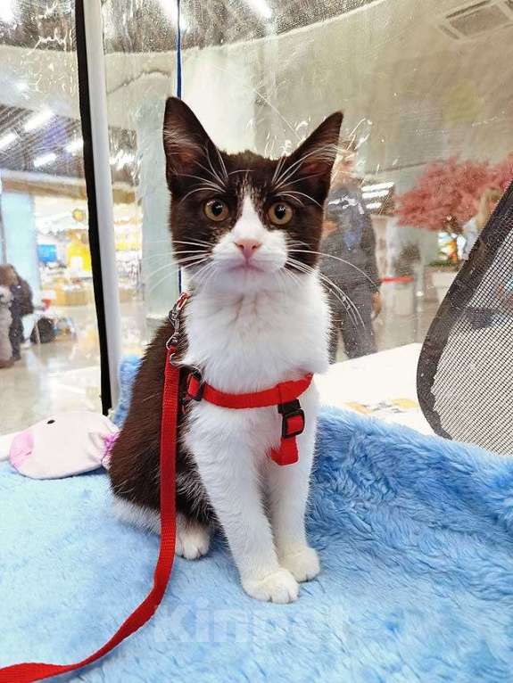 Кошки в Москве: Котёнок девочка маркизного окраса по имени Носюша ищет дом Девочка, 10 руб. - фото 2