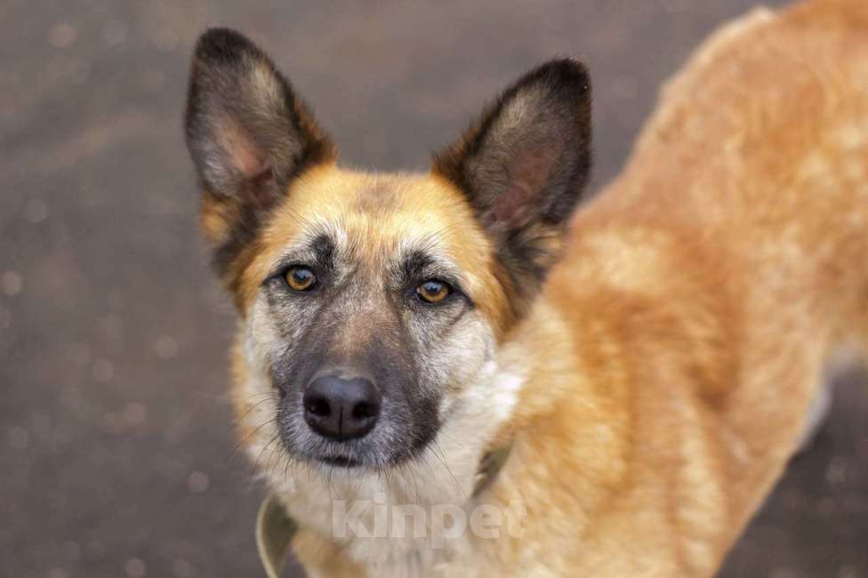 Собаки в Москве: Джерри Девочка, Бесплатно - фото 2