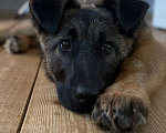 Собаки в Москве: Бельгийская овчарка,щенок в добрые руки  Девочка, Бесплатно - фото 4