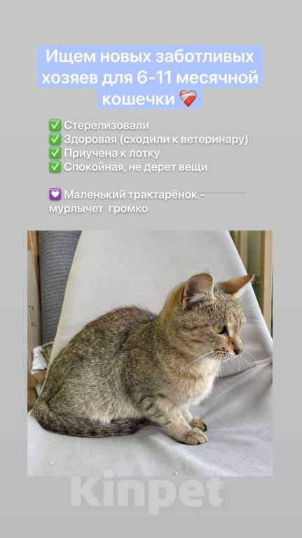 Кошки в Казани: Спокойная девочка-котёнок 6-11 месяцев ищет хозяев г. Казань 🐈 Девочка, Бесплатно - фото 1