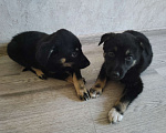 Собаки в Самаре: Ищем хозяев двум щенкам Мальчик, Бесплатно - фото 2