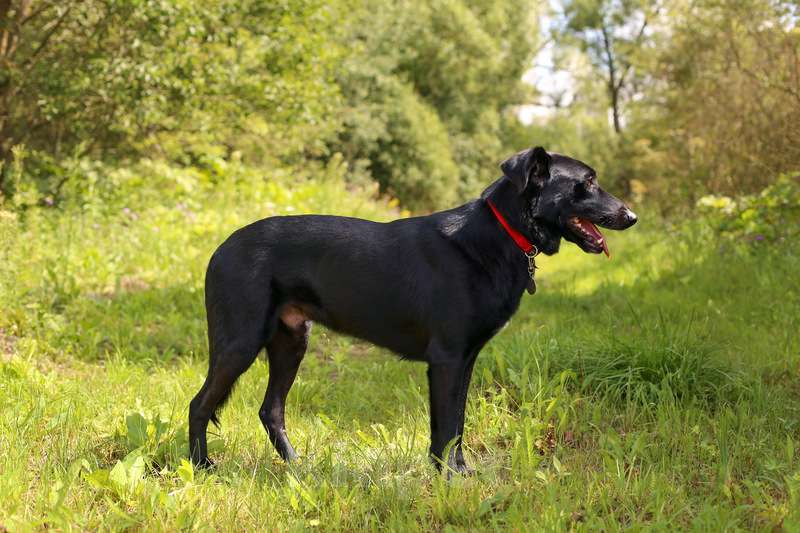 Собаки в Москве: Черный метис лабрадора Мартин в добрые руки Мальчик, Бесплатно - фото 4