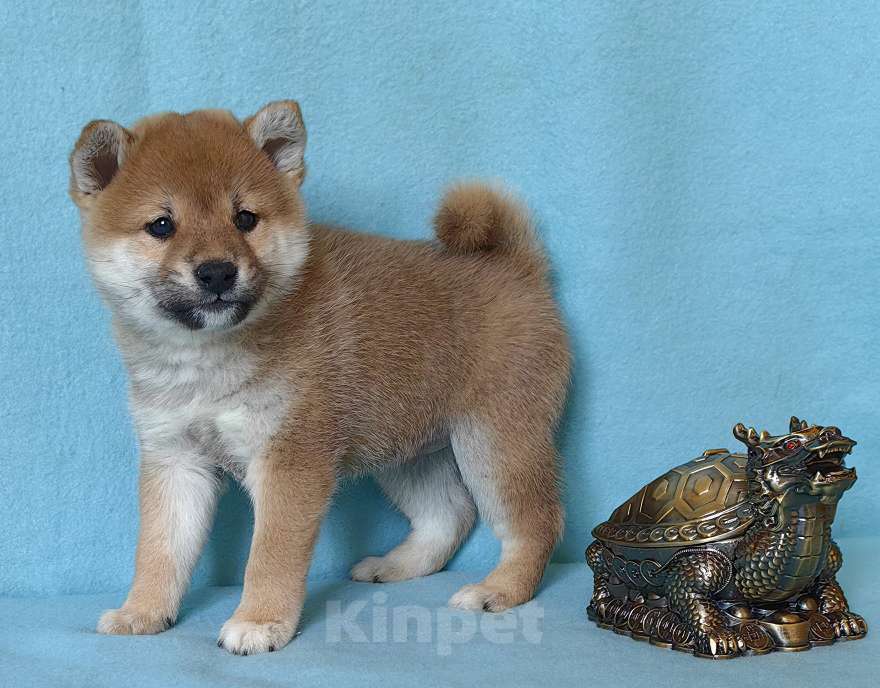 Собаки в Москве: Сиба ину. Щенки разных окрасов. Мальчик, 50 000 руб. - фото 5