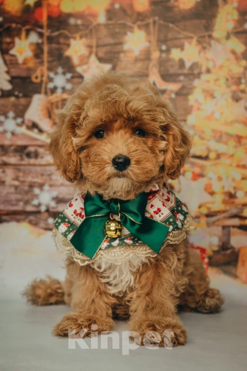 Собаки в Пушкино: Мальтипу девочка ф1 Девочка, 150 000 руб. - фото 2