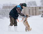 Собаки в Солнечногорске: Стафф+корги, коротколапик в добрые руки! Мальчик, Бесплатно - фото 4