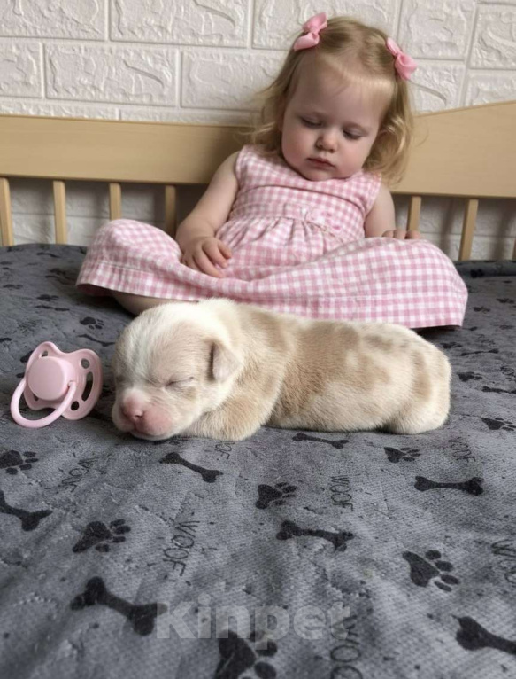 Собаки в Волгограде: Американский булли девочка покет Девочка, 50 000 руб. - фото 1