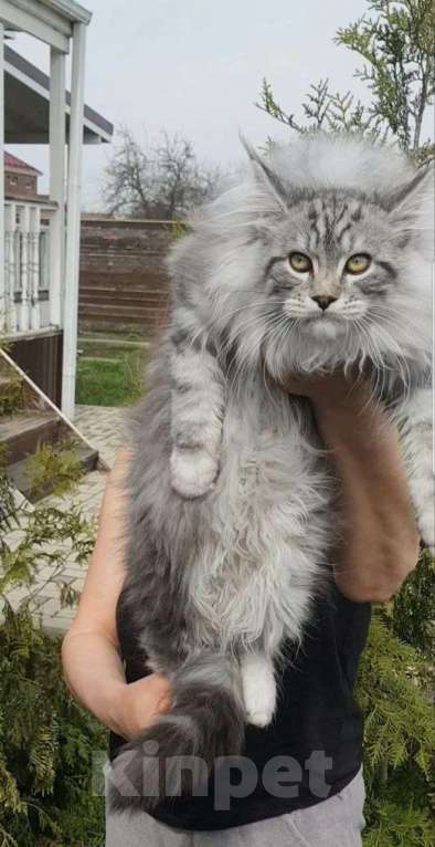 Кошки в Раменском: кошечка мэйн-кун Девочка, 30 000 руб. - фото 2