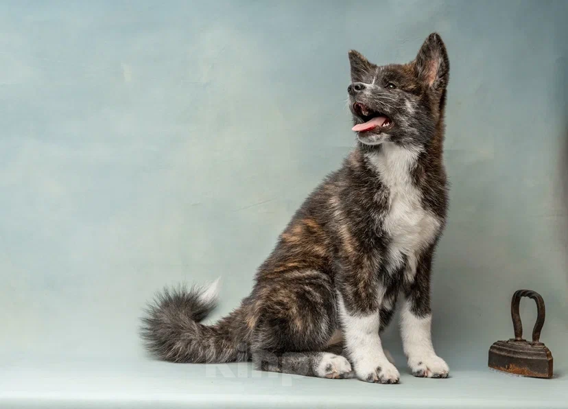 Собаки в Санкт-Петербурге: Таисия Девочка, 70 000 руб. - фото 7