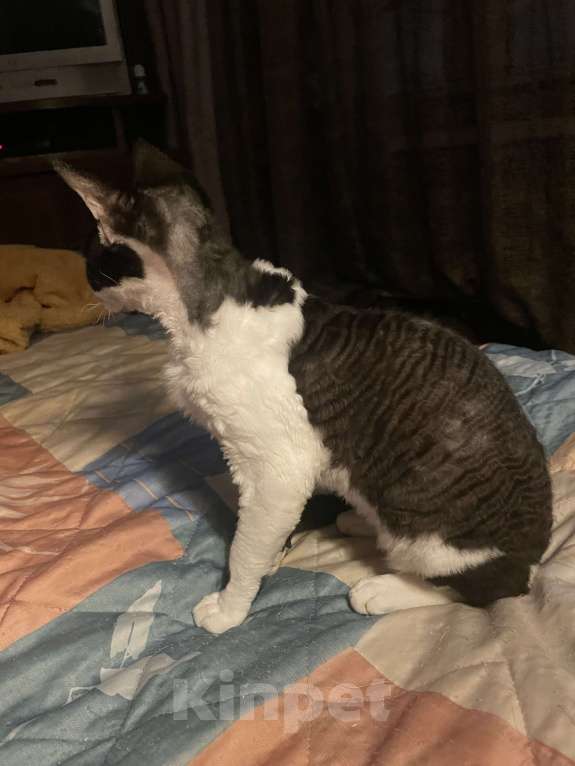 Кошки в Москве: Замечательная девочка Девон рекс Девочка, 20 000 руб. - фото 5