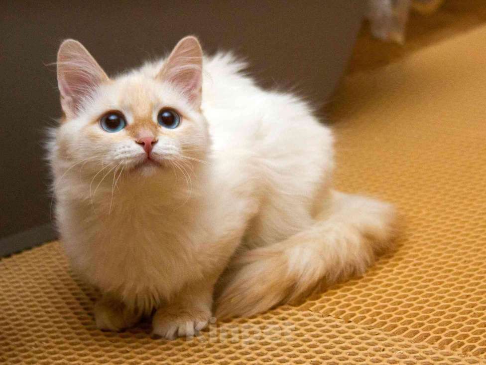 Кошки в Москве: Нежная ласковая кошечка Синди в добрые руки Девочка, Бесплатно - фото 6