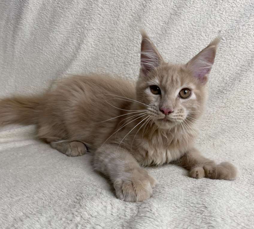 Кошки в Дмитрове: Кремовая девочка полидакт Patrisia Девочка, 30 000 руб. - фото 4