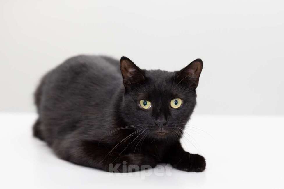 Кошки в Москве: кошка Багира в добрые руки Девочка, Бесплатно - фото 2