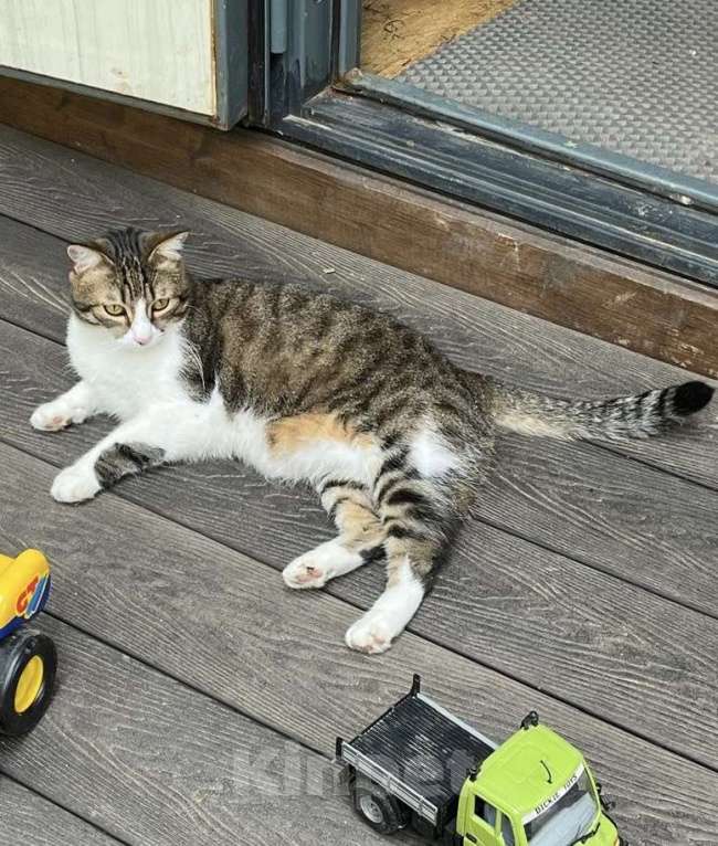 Кошки в других городах Московской области: 📌ПОТЕРЯЛСЯ КОТ📌 помогите найти за вознаграждение  Мальчик, 10 000 руб. - фото 2