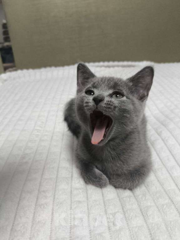 Кошки в Новосибирске: Котята русской голубой кошки Девочка, 50 000 руб. - фото 2