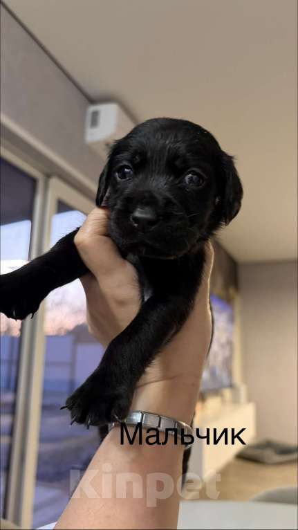 Собаки в Хадыженске: Продам щенят лабрадоров Мальчик, 15 000 руб. - фото 3