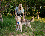 Собаки в Волоколамске: Ласковый мальчишка в поисках дома Мальчик, Бесплатно - фото 4
