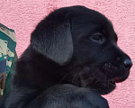 Собаки в Самаре: Лучший щенок из помёта, 60 000 руб. - фото 1