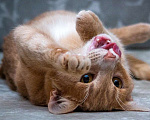 Кошки в Москве: Невероятно ласковый кот Оскар ищет семью! Мальчик, 10 руб. - фото 3