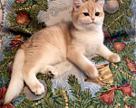 Кошки в Касимове: Британец., 100 руб. - фото 9