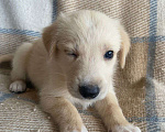 Собаки в Щелково: Щенки 1 месяц с прививками  Мальчик, 1 руб. - фото 13
