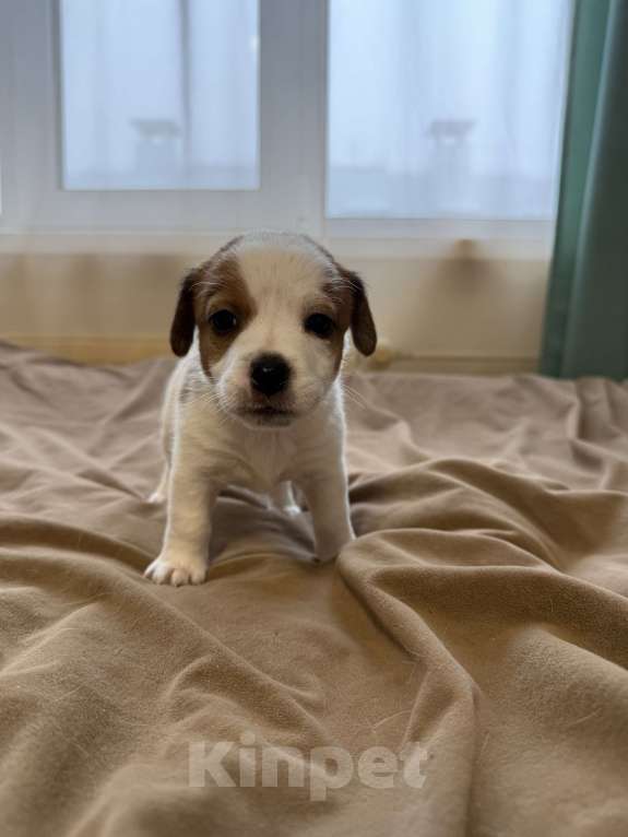 Собаки в Москве: Щенок Джек Рассел терьер от титулованных родителей  Девочка, 35 000 руб. - фото 4