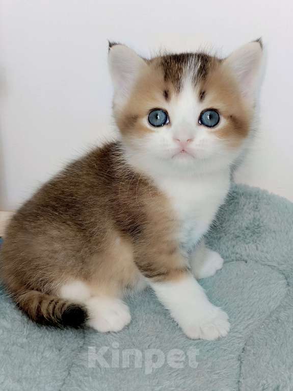 Кошки в Москве: Гарри Мальчик, 25 000 руб. - фото 2