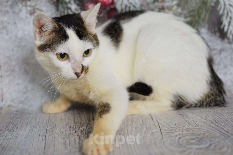 Кошки в Москве: Ириска в поиске дома Девочка, Бесплатно - фото 8