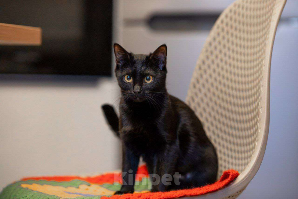 Кошки в Москве: Черная, как агат, Агата ищет семью Девочка, Бесплатно - фото 6
