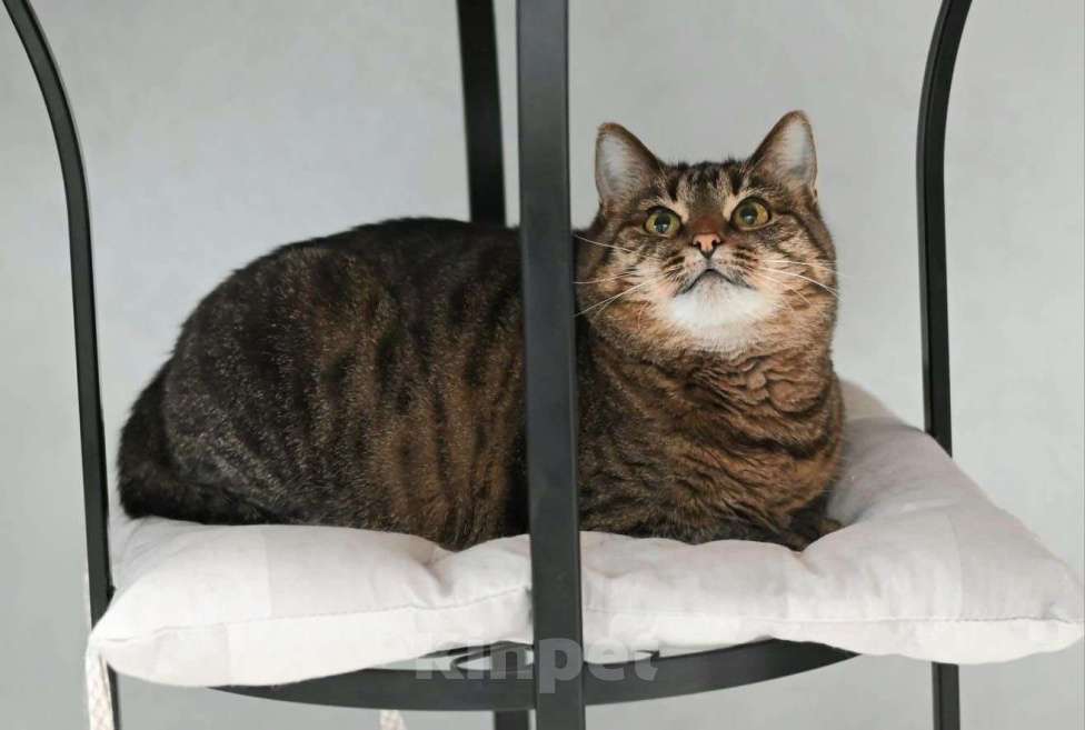 Кошки в Москве: Ева ищет семью  Девочка, Бесплатно - фото 6