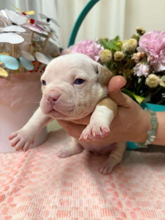 Собаки в Москве: Американский булли щенок Девочка, 100 000 руб. - фото 2