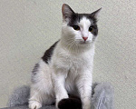 Кошки в Москве: Кошка Милка ищет дом! Девочка, Бесплатно - фото 3