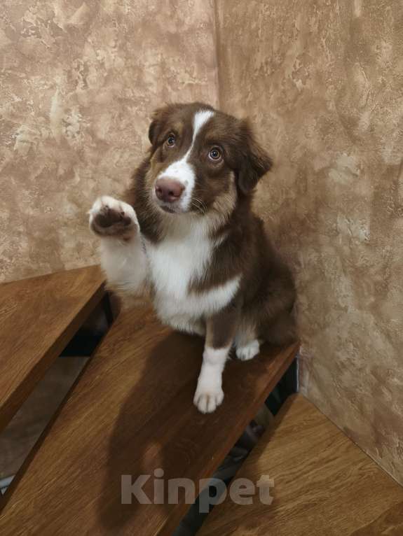 Собаки в Липецке: Австралийская овчарка Девочка, 40 000 руб. - фото 4