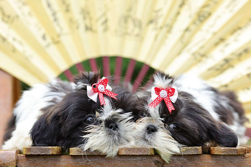 Ши-тцу щенки