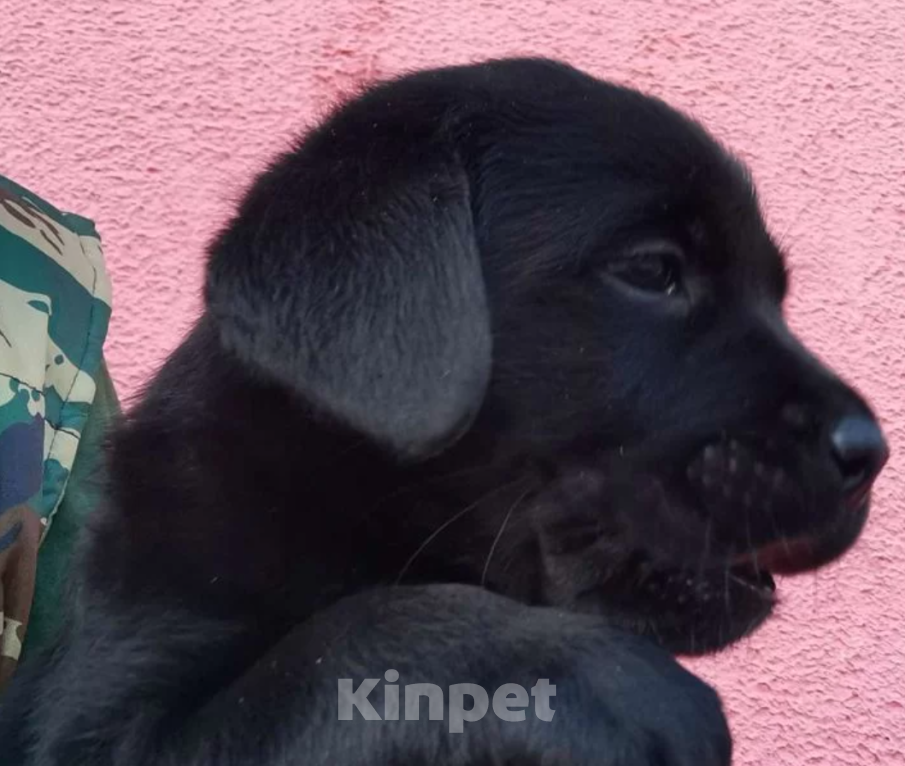 Собаки в Самаре: Лучший щенок из помёта, 60 000 руб. - фото 1