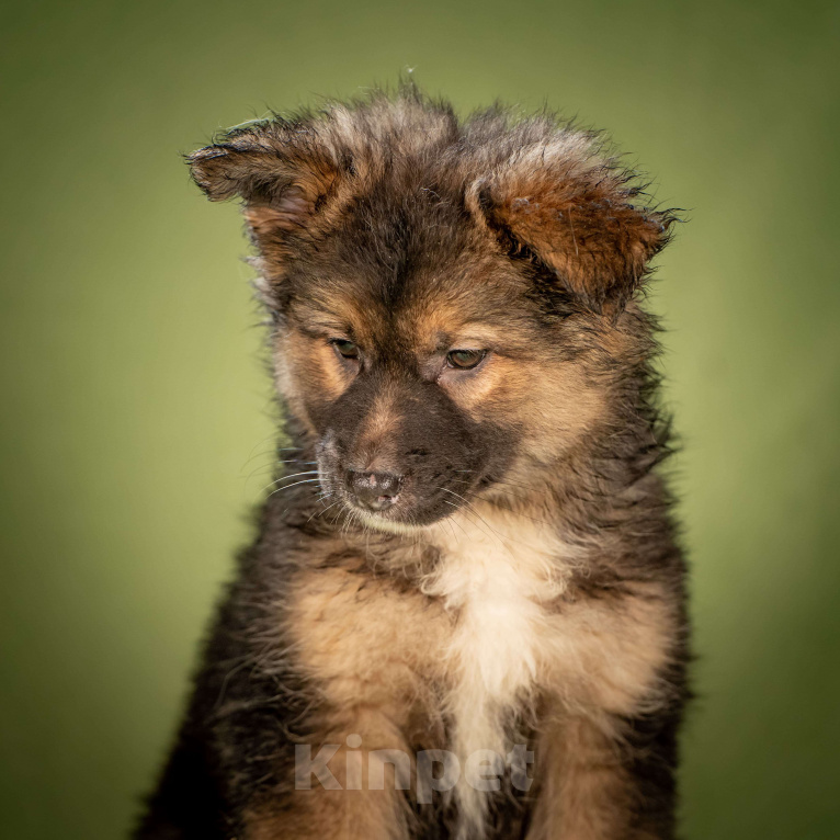 Собаки в Клине: Фисташка - пушистая красавица Девочка, Бесплатно - фото 10