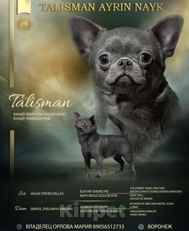 Собаки в Воронеже: Кобель для вязки Мальчик, 20 000 руб. - фото 1