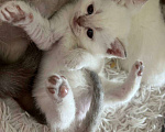 Кошки в Санкт-Петербурге: Шотландская 🐾 девочка  -глаза голубые,окрас solid-White  Девочка, 20 000 руб. - фото 2