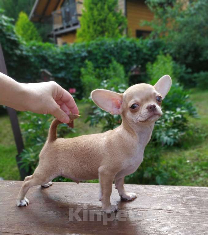 Собаки в Москве: красивый рыжий мальчик гш чихуахуа Мальчик, 45 000 руб. - фото 5