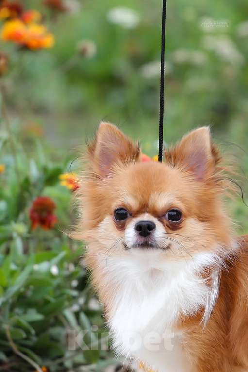 Собаки в Уфе: Чихуахуа Д/Ш миниатюрный кобель для вязки Мальчик, 15 000 руб. - фото 2