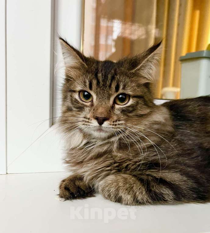 Кошки в Москве: Бесхитростный пушистик, котенок Джой в добрые руки Мальчик, Бесплатно - фото 1