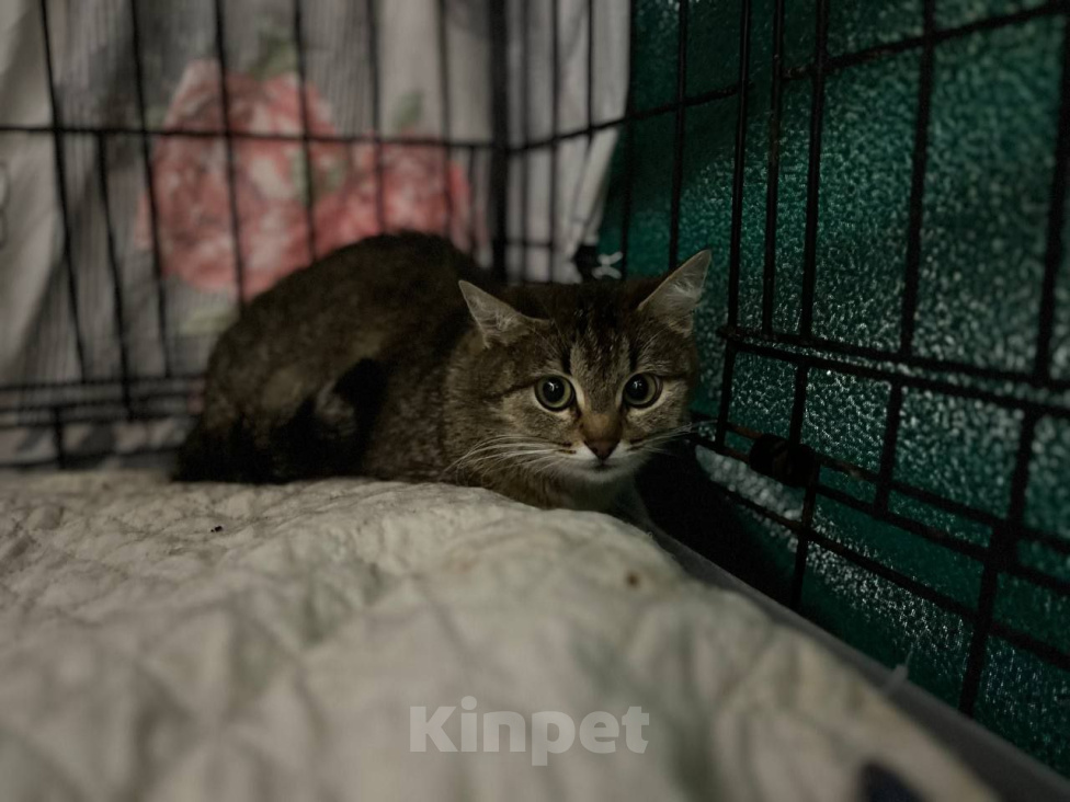 Кошки в Москве: Кошка Марго ищет дом Девочка, Бесплатно - фото 8